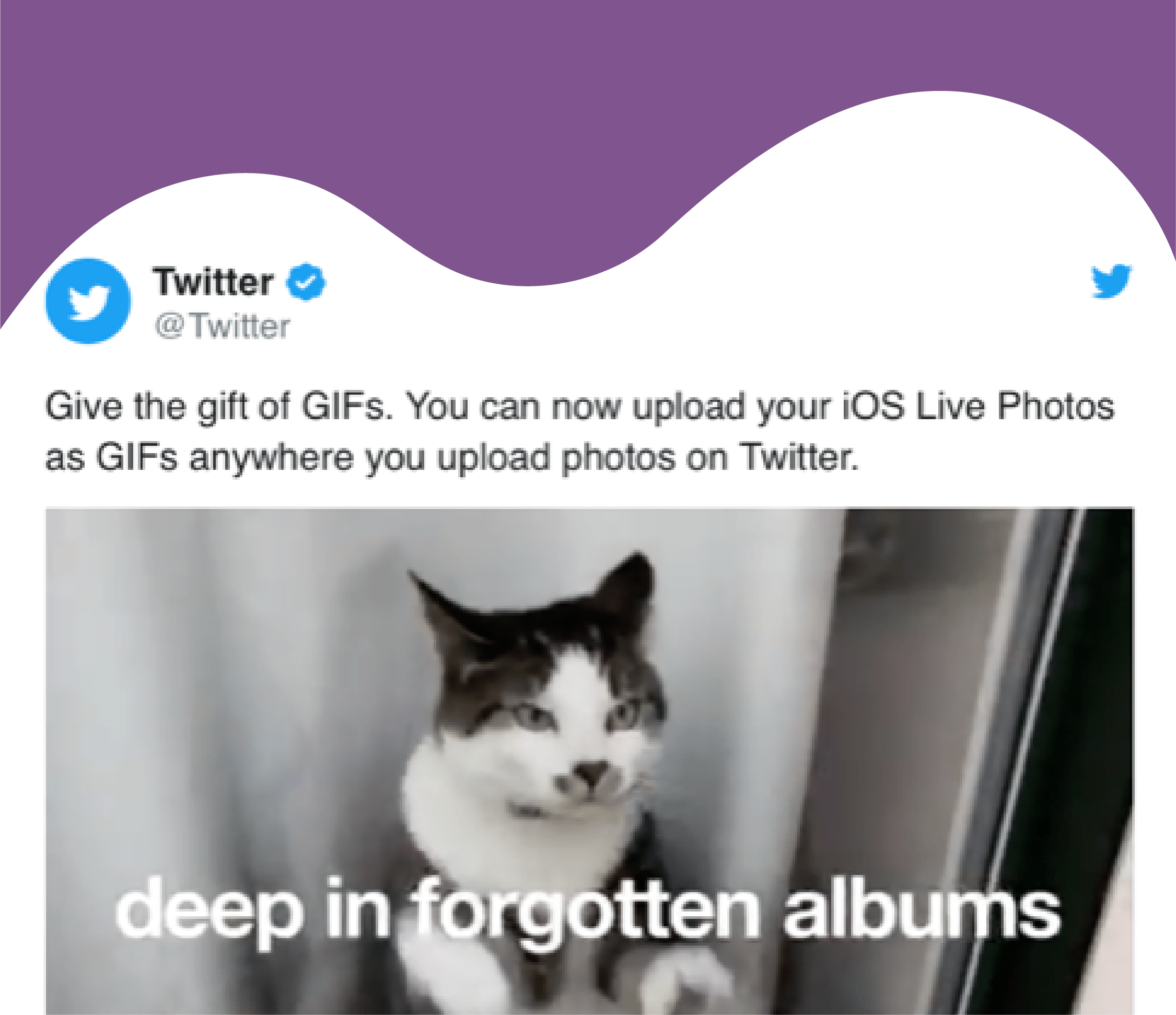 Twitter adds GIF creation option for iOS Live Photos